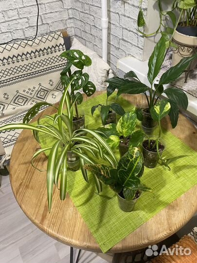 Комнатные растения цветы