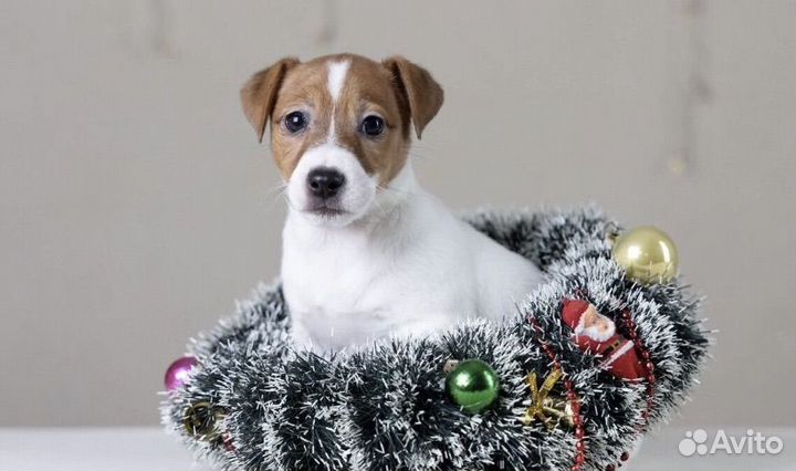 Джек рассел терьер