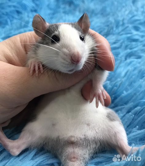 Крыса Хаски Крысята Девочки