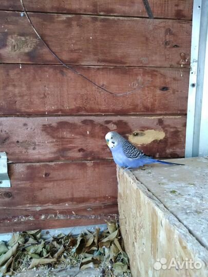 Волнистый попугай