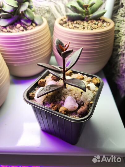 Суккуленты