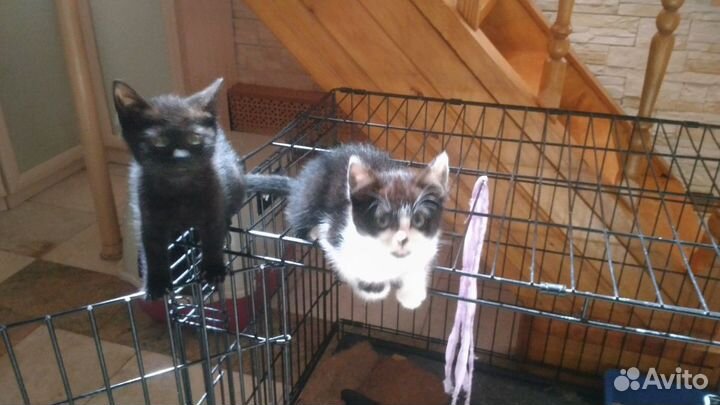 Чисто черная гладкошерстная котенок-малышка