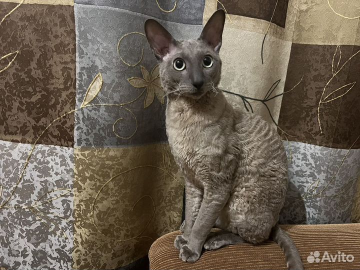 Корниш-рекс(вязка)