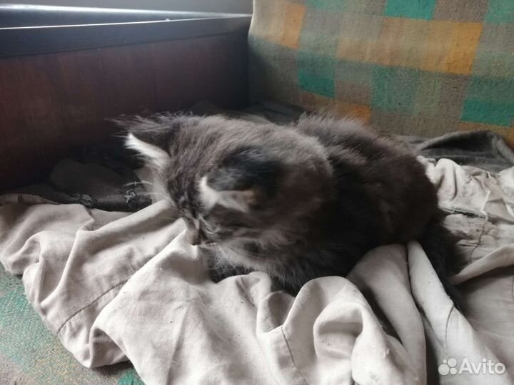 Котенок в добрые руки