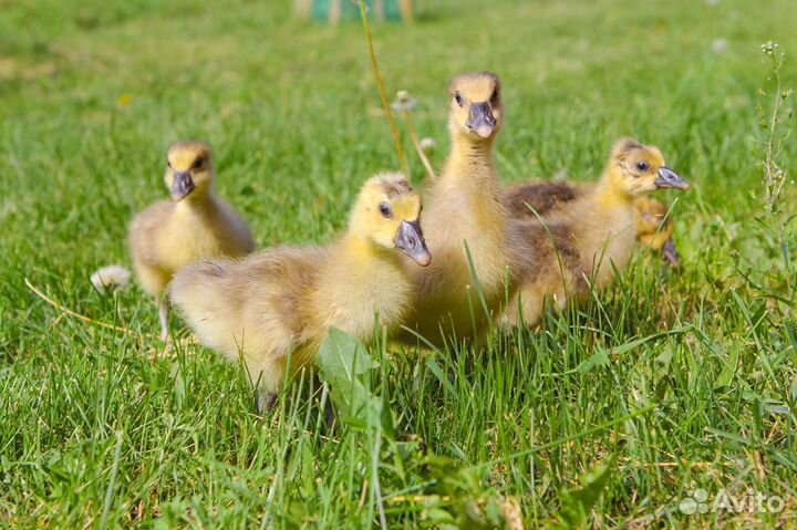 Суточные и подрощенные гусята