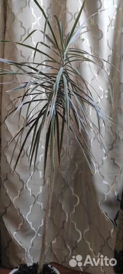 Драцены, фикус,хлорофитум,хатиора