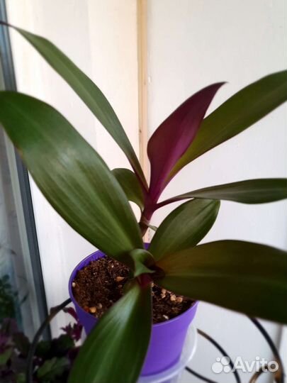 Традесканция рео