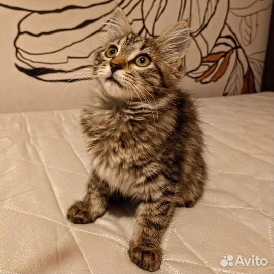 Котёнок метис мейн-куна
