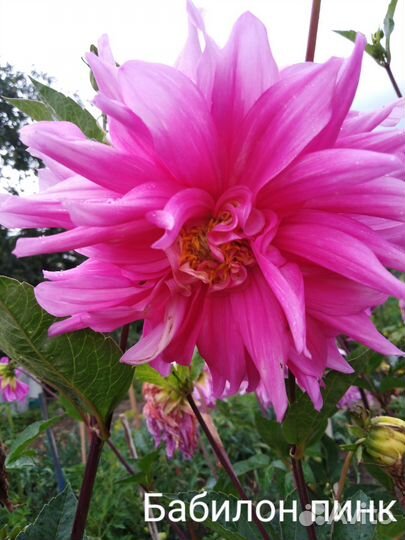 Корни георгин