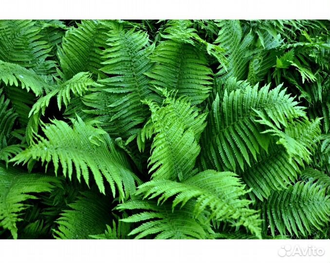 Папоротник