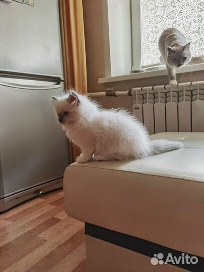 Котята Рэгдолл