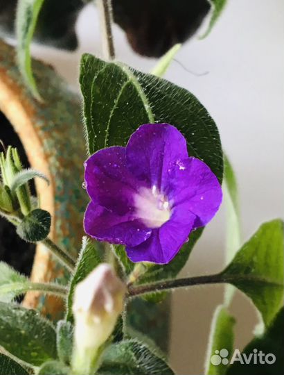 Продам комнатные растения