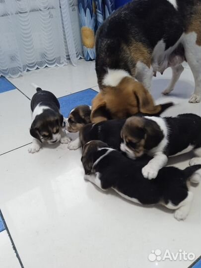 Продам щенков бигля