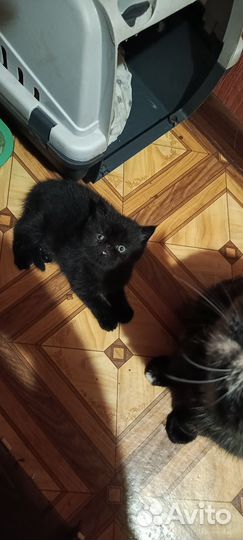 Экзотические котята