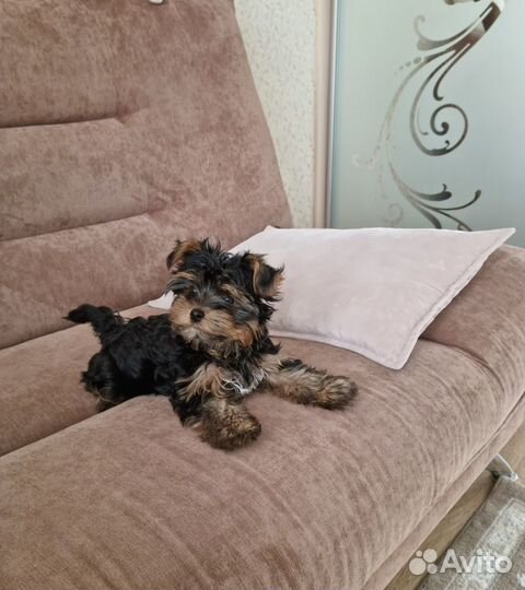 Йоркширский терьер