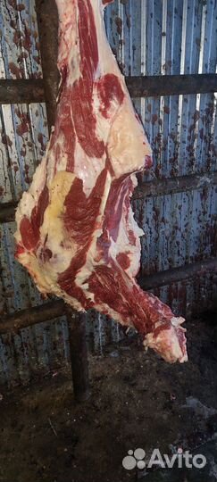 Мясо говядина