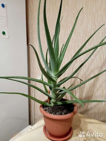 Алоэ вера растение