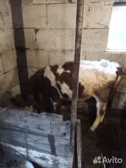 Домашние с/х животные