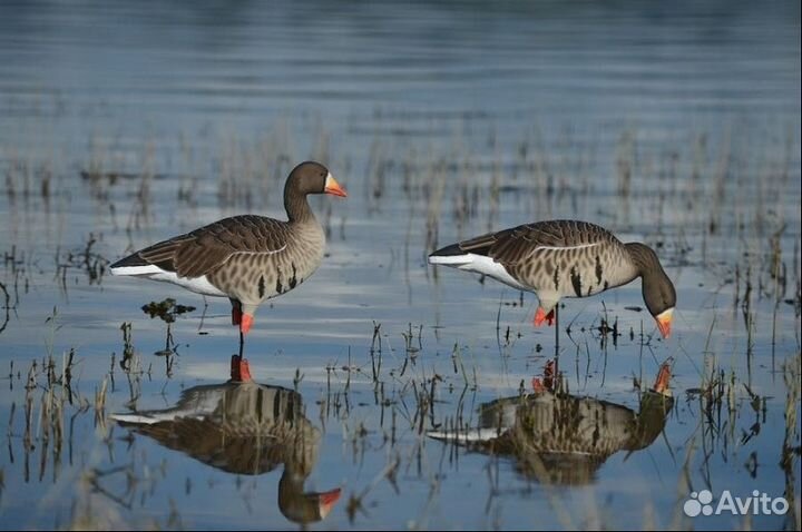 Набор гусей Pro-Grade Full Body Specklebellies