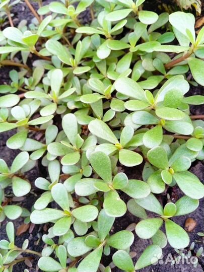 Многолетние невысокие цветы для сада