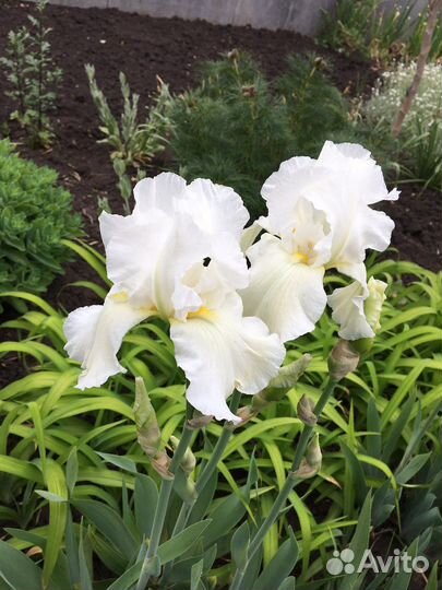 Ирисы переливчатые, вариегата, амена, пликата