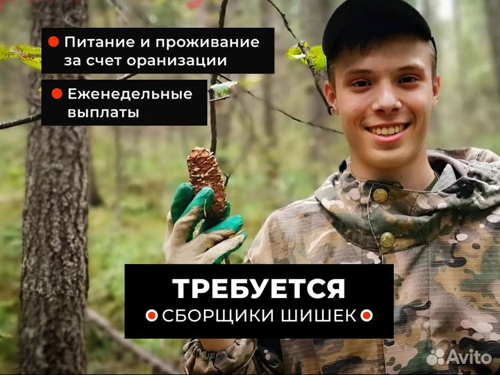 Сборщик кедровой шишки