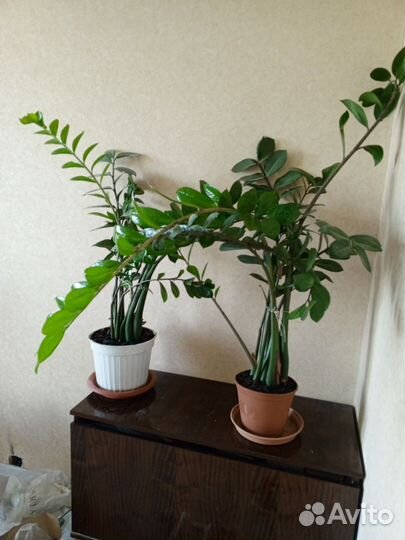 Замиокулькас