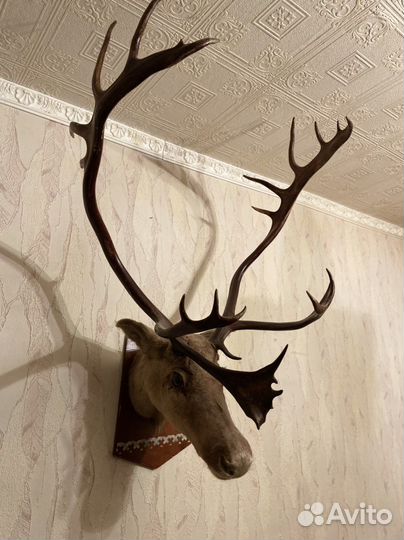 Чучело голова Оленя, рога