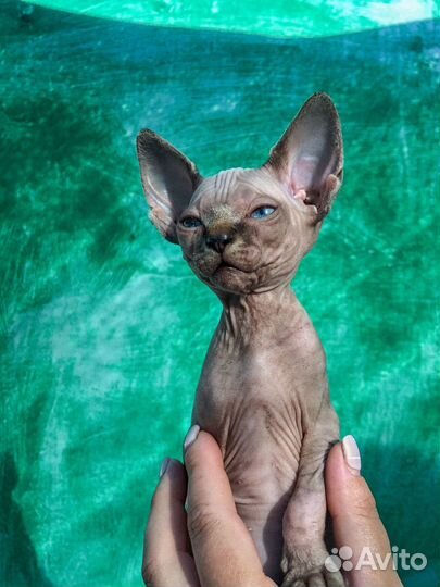 Котята сфинска
