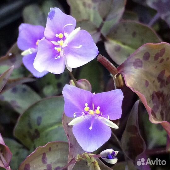 Тинантия, граптофилум, руэлии