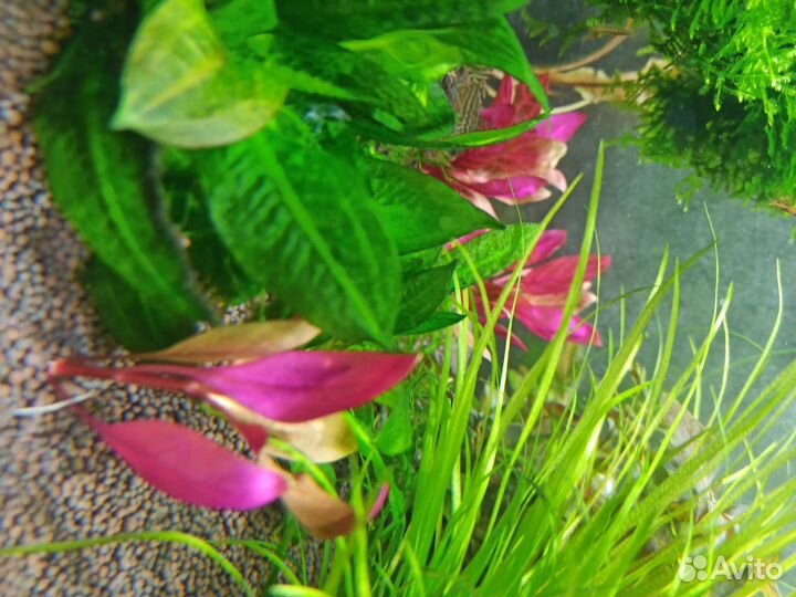 Аквариум с тумбой 130 литров