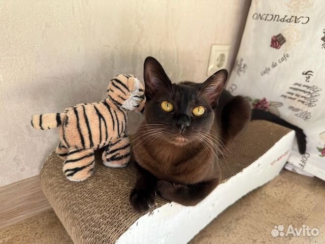 котята за 1 рубль. авито новосибирск объявления от частных животные. кавказская овчарка черная щенок 1 месяц. авито новосибирск животные. маленькие львёнок в россии.