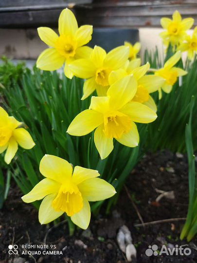 Многолетние садовые цветы