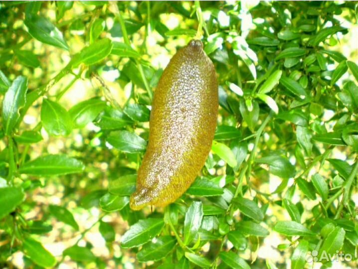 Микроцитрус