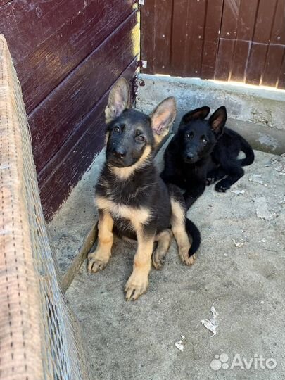 Щенки немецкой овчарки