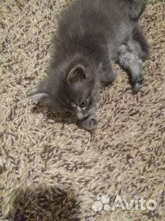 В добрые руки