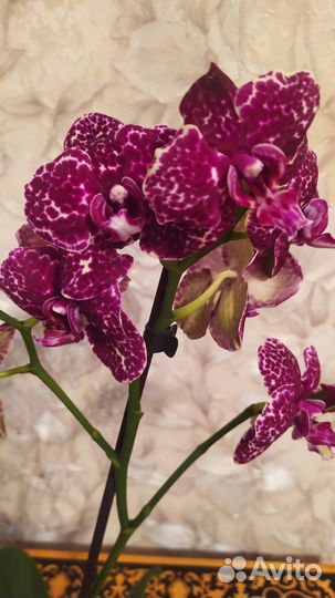Орхидея фаленопсис дикий кот