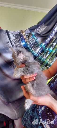 Котята мейн-кун