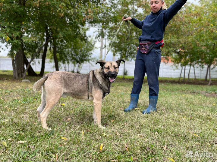 Собака в добрые руки отдам бесплатно