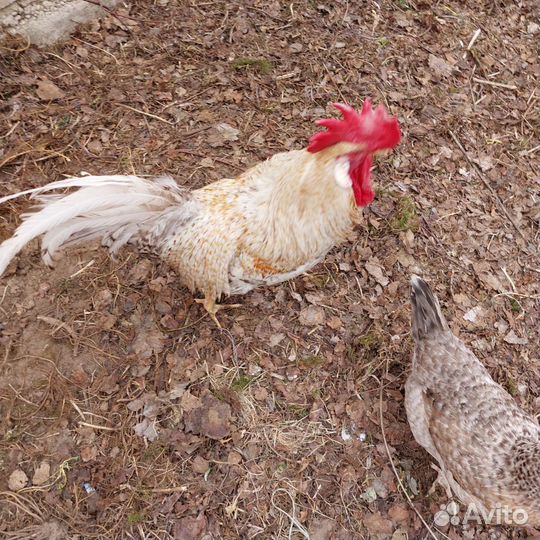 Петух породы Легбар
