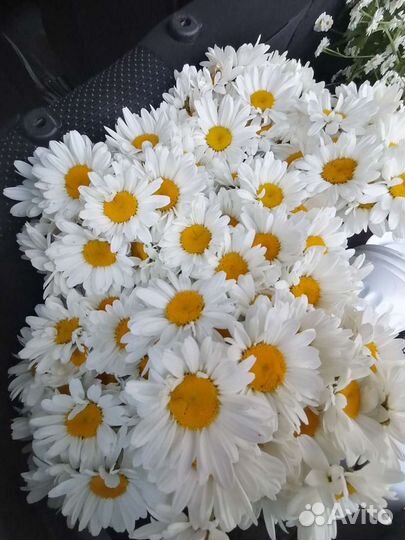 Ромашка. Рассада. Деленки