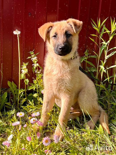 Щенок мальчик Майк 3,5 мес