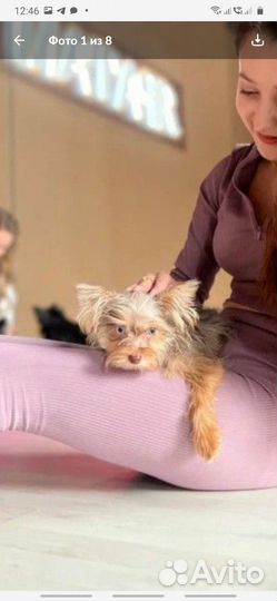 Щенки йорков