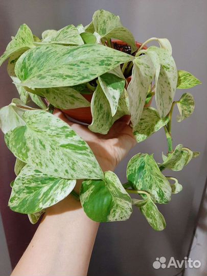 Сциндапсус, Моттлед (Мохито )