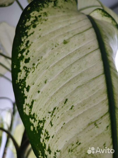 Рудольф Роерс Диффенбахия нежно-зелёная, лайм