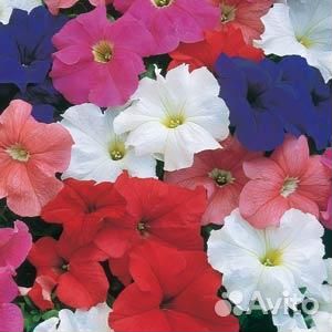 Рассада однолетних цветов