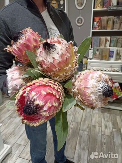 Экзотические Цветы Протея