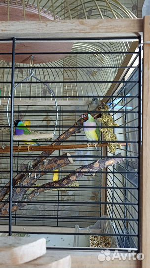 Амадина Гульда - певчие, экзотические птички