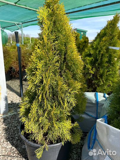 Туи в ассортименте