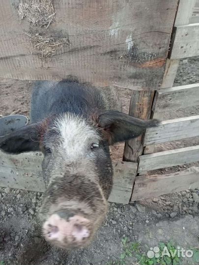 Хряк мангал+кабан